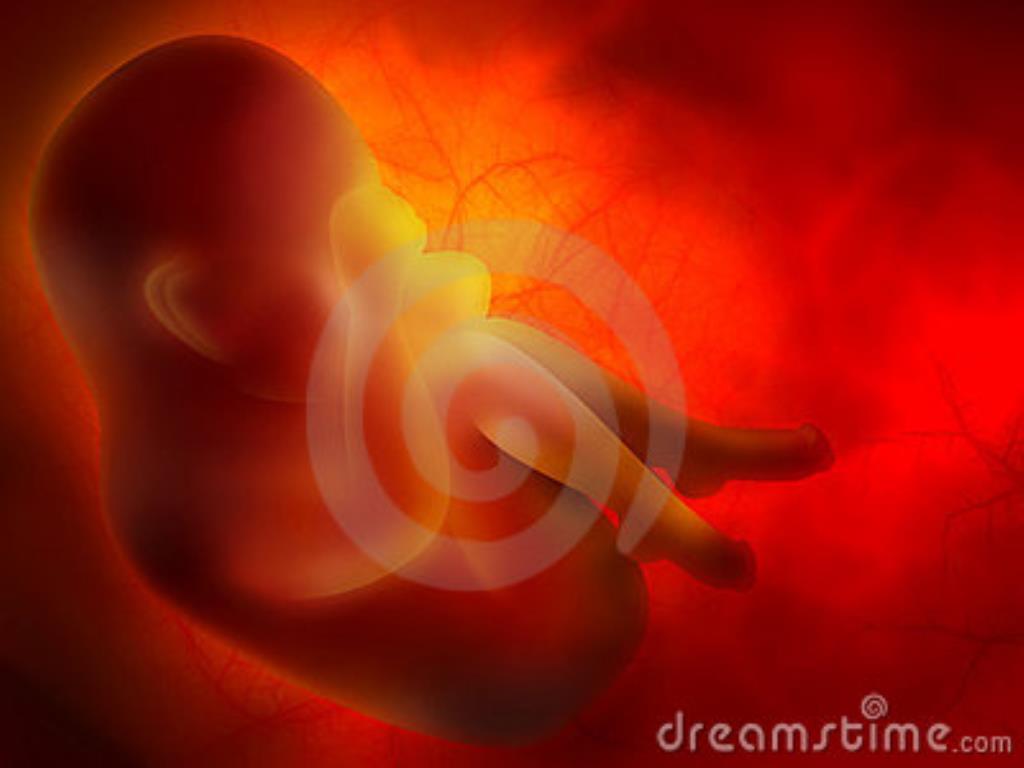 эмбрион, второй триместр