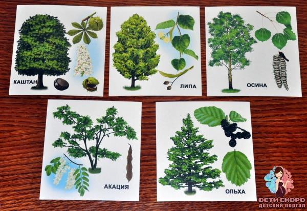 Карточки Домана. Изучаем с детьми деревья и их плоды