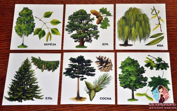 Просмотр обучающих карточек «Деревья». Виды деревьев