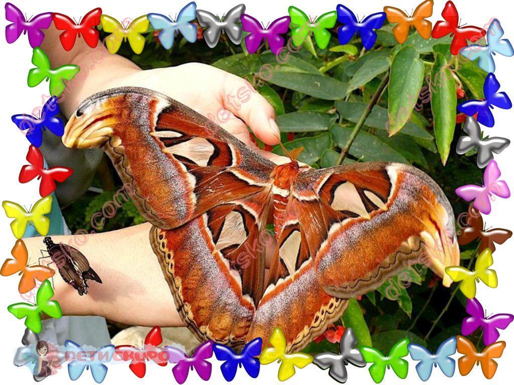 Первый класс. Уроки труда. Урок 9. Бабочка