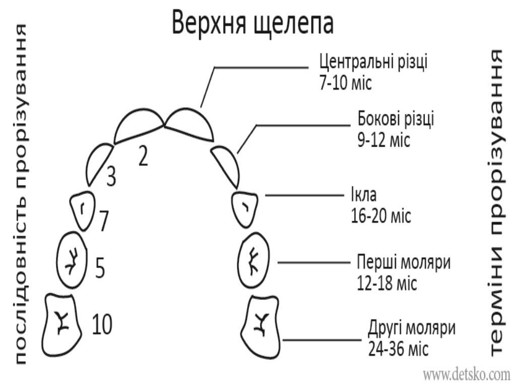 Зуби. Верхня щелепа