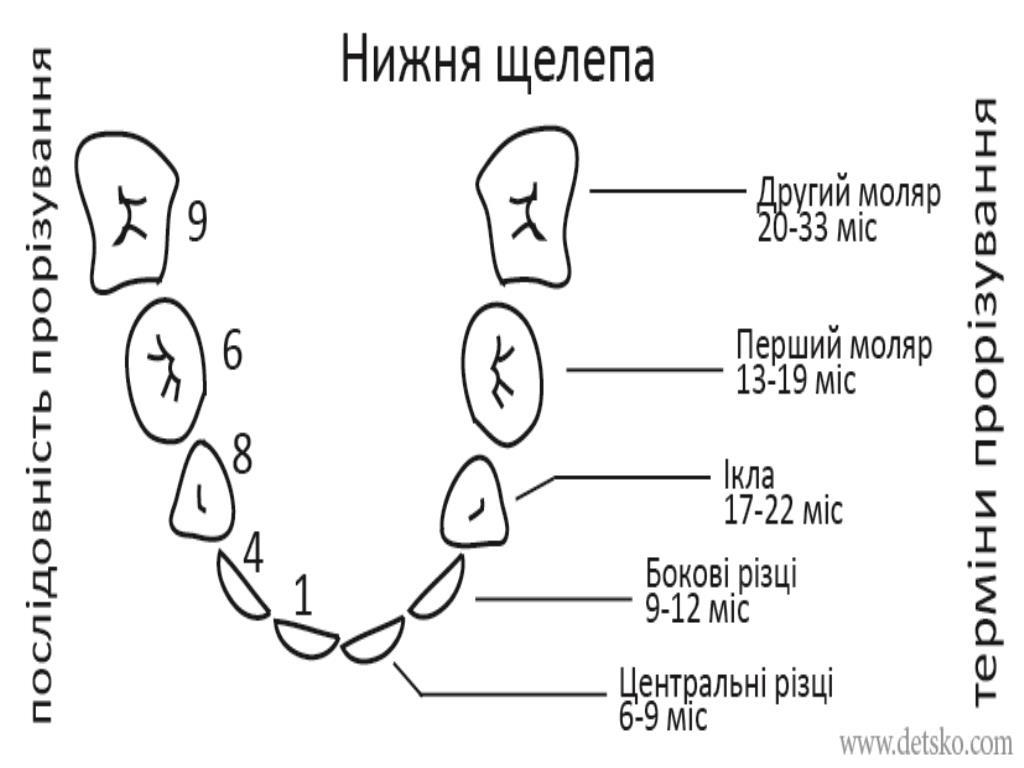 Зуби. Нижня щелепа.