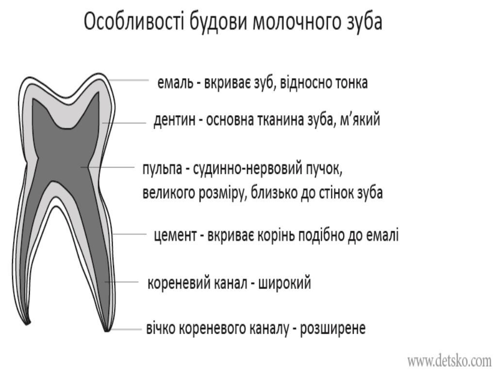 Особливості будови молочного зуба