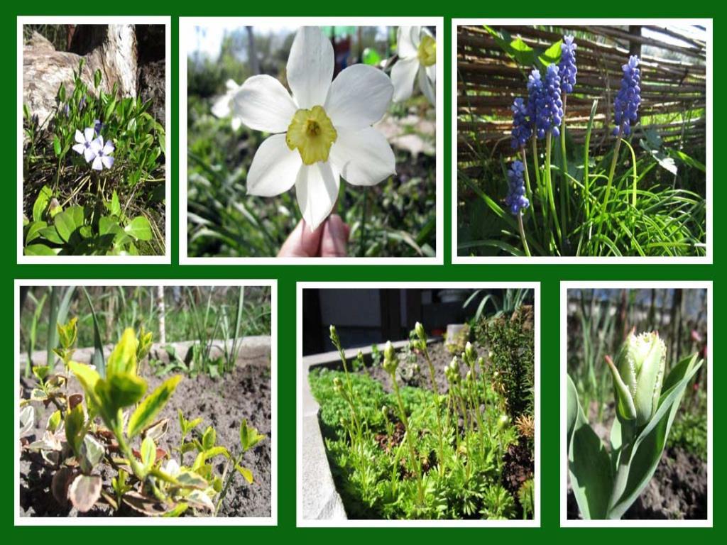 ботанический сад