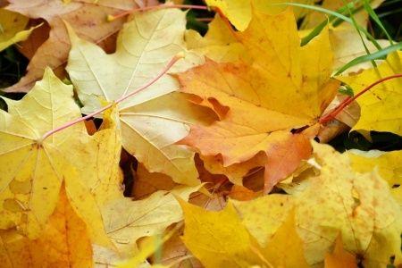 Осень. Дети. Икебана