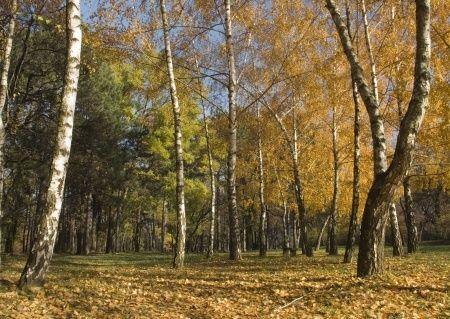 Чем заняться осенью?