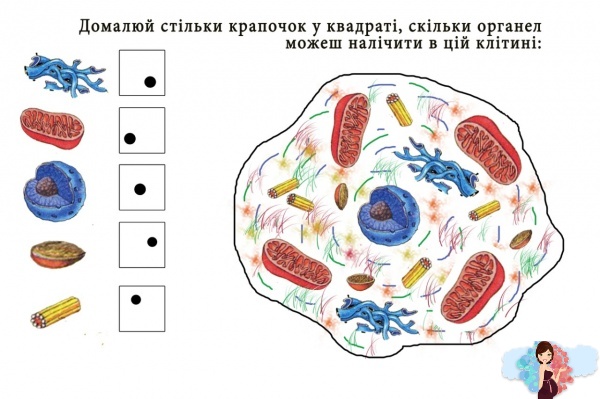 цікаве завдання з математики. Порахуй до 5, вчимо про людську клітину та органели