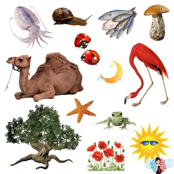 итересное задание для детей, найди животное, библейский урок для детей, христианские занятия для детей, развивающее занятие