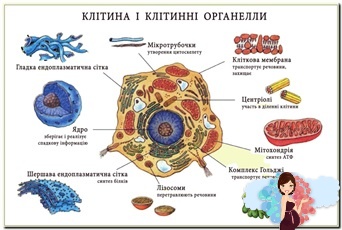Будова клітини. Наочність для дітей українською мовою
